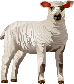 Open Class Livestock Shows